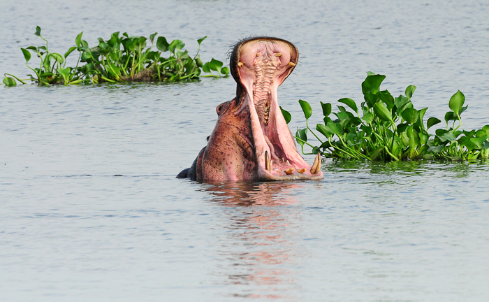 347 - Hippos Victoria Nile DSC_0293